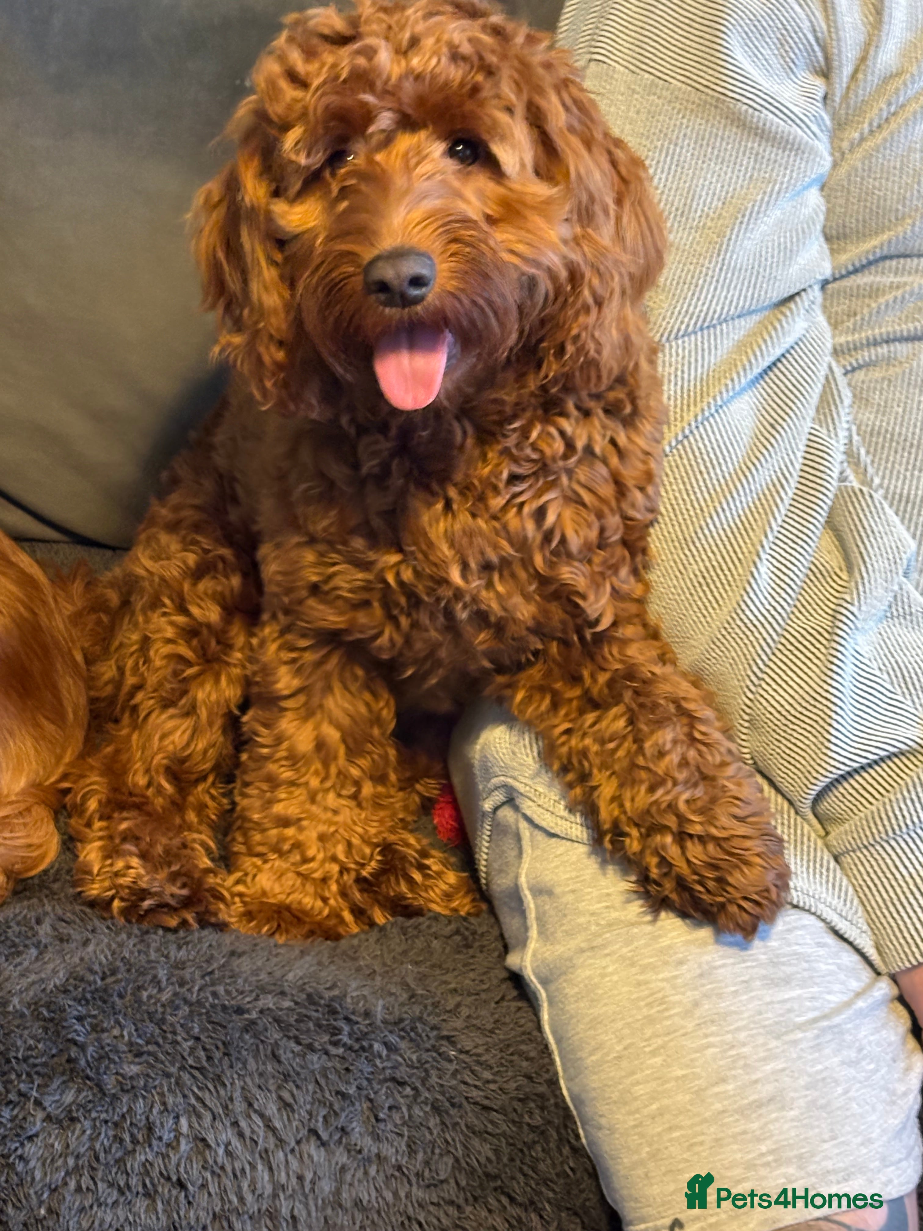 Cockapoo dogs Cockerpoo - Advert 2