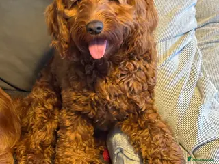 Cockapoo dogs Cockerpoo - Advert 2