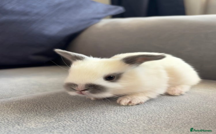 Mixed Breed rabbits - Advert 1