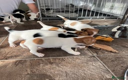 Jack Russell dogs for sale: Stunning little boys and girls - Image 25