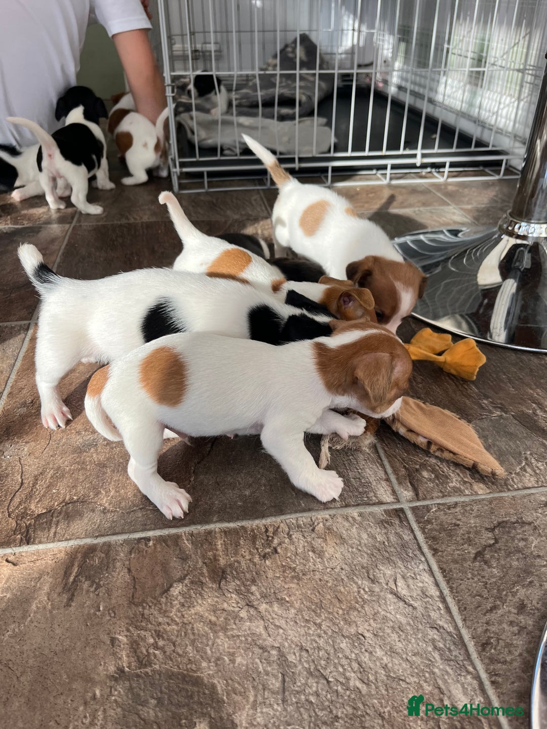 Jack Russell dogs for sale: Stunning little boys and girls - Image 25