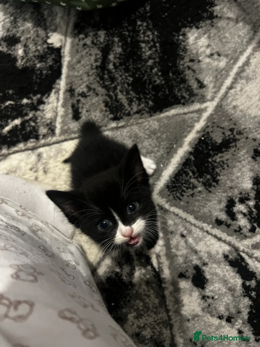 Mixed Breed cats for sale: Mixed cats - Advert 2