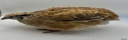 Quail poultry for sale: XL Giant/Super Jumbo Coturnix Quail Hatching Eggs - Advert 4