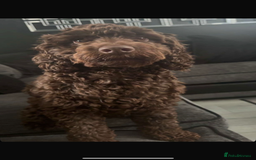 Cockapoo dogs for sale: Cockapoo - Image 6