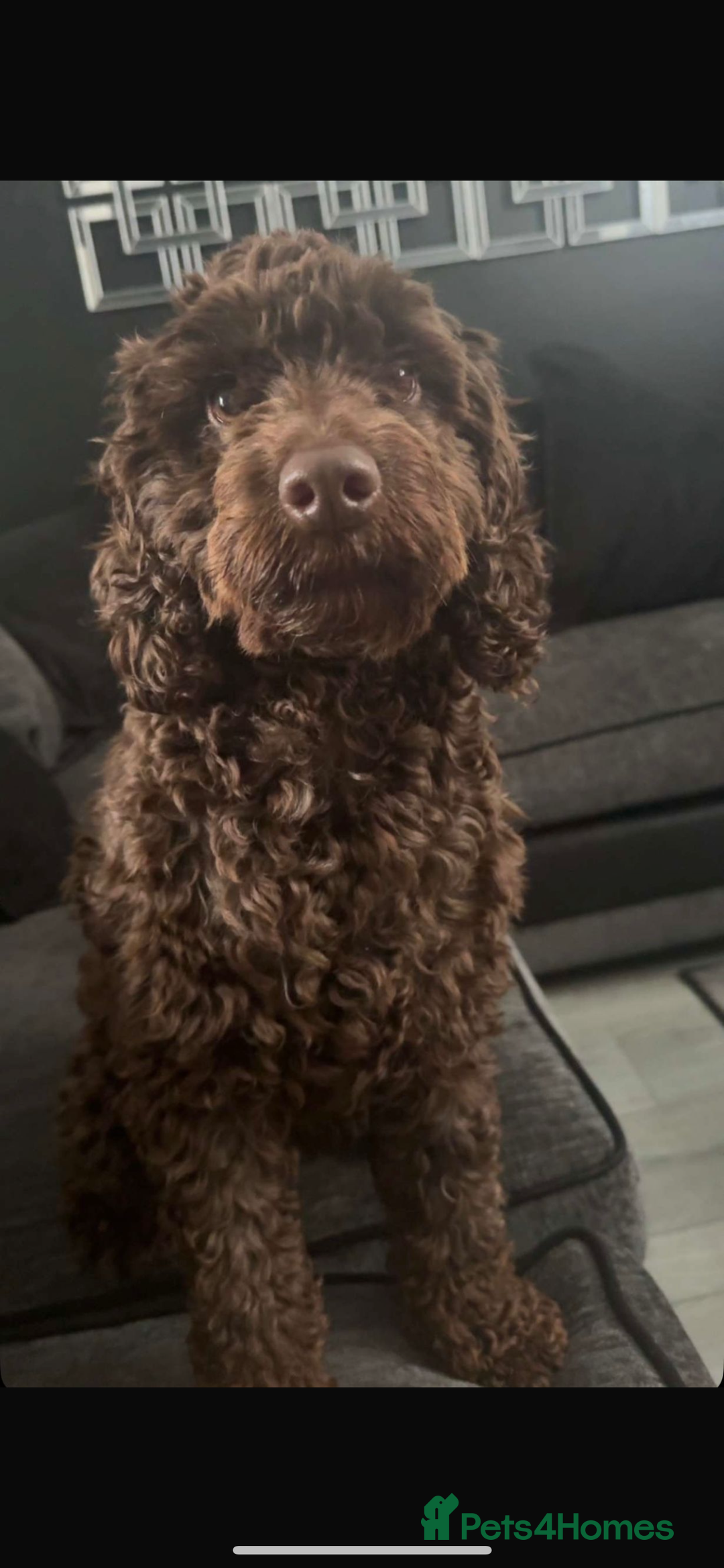 Cockapoo dogs for sale: Cockapoo - Image 6