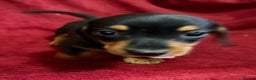 Miniature Dachshund dogs for sale: Stunning Miniature Dachshund Boys 💙 - Advert 24