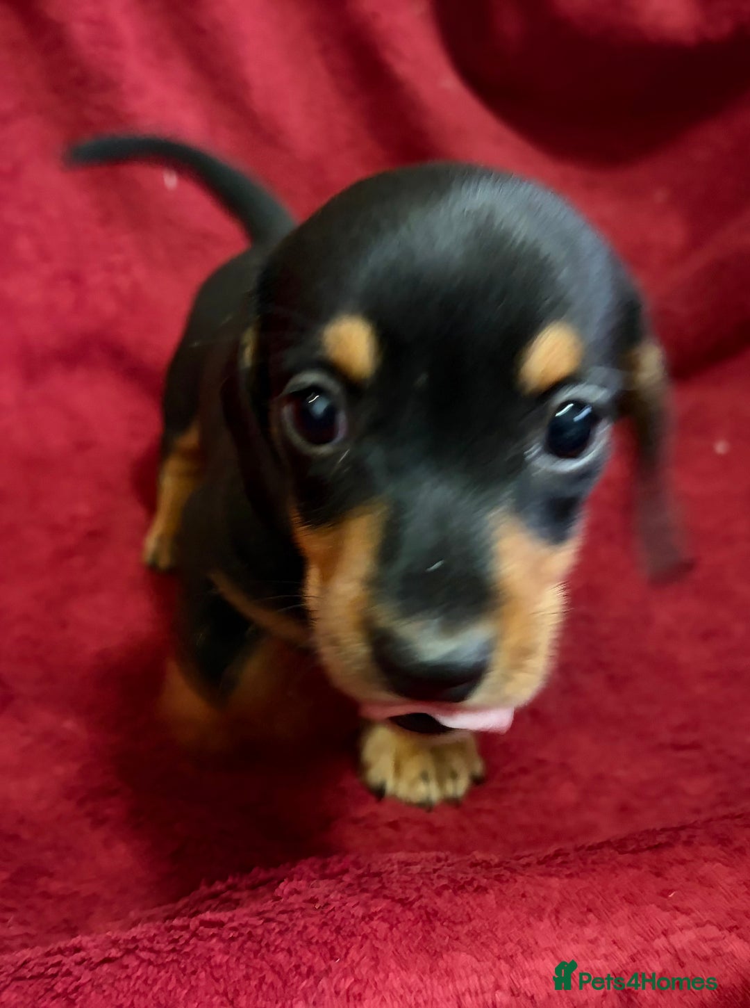 Miniature Dachshund dogs for sale: Stunning Miniature Dachshund Boys 💙 - Advert 24
