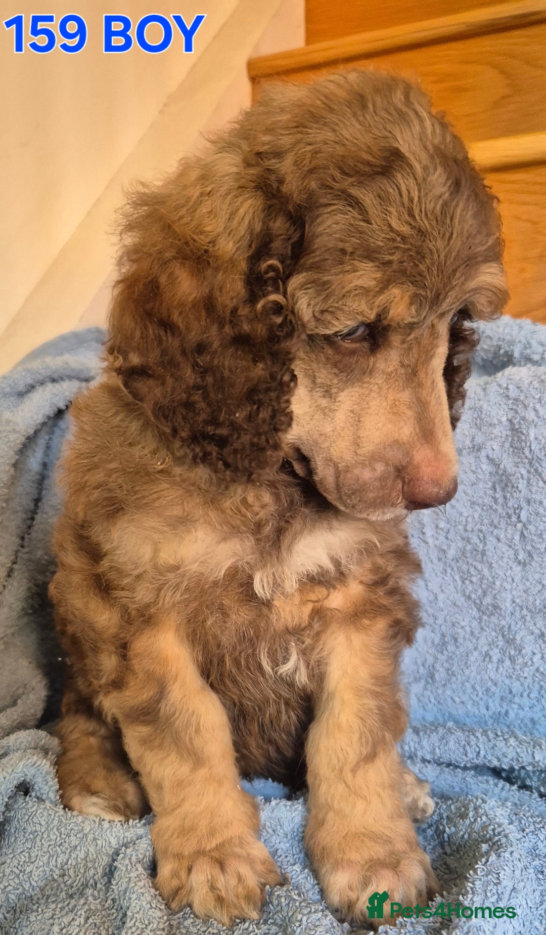 Standard Poodle dogs for sale: KC reg Brown Parti & phantom Standard Poodle pups - Image 7