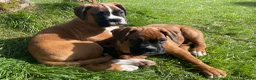 Boxer dogs for sale: Beautifull Boxer pups fully vaccinated - Advert 2