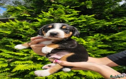 Entlebucher Mountain Dog dogs for sale: Entlebucher Mountain Dog - Image 27
