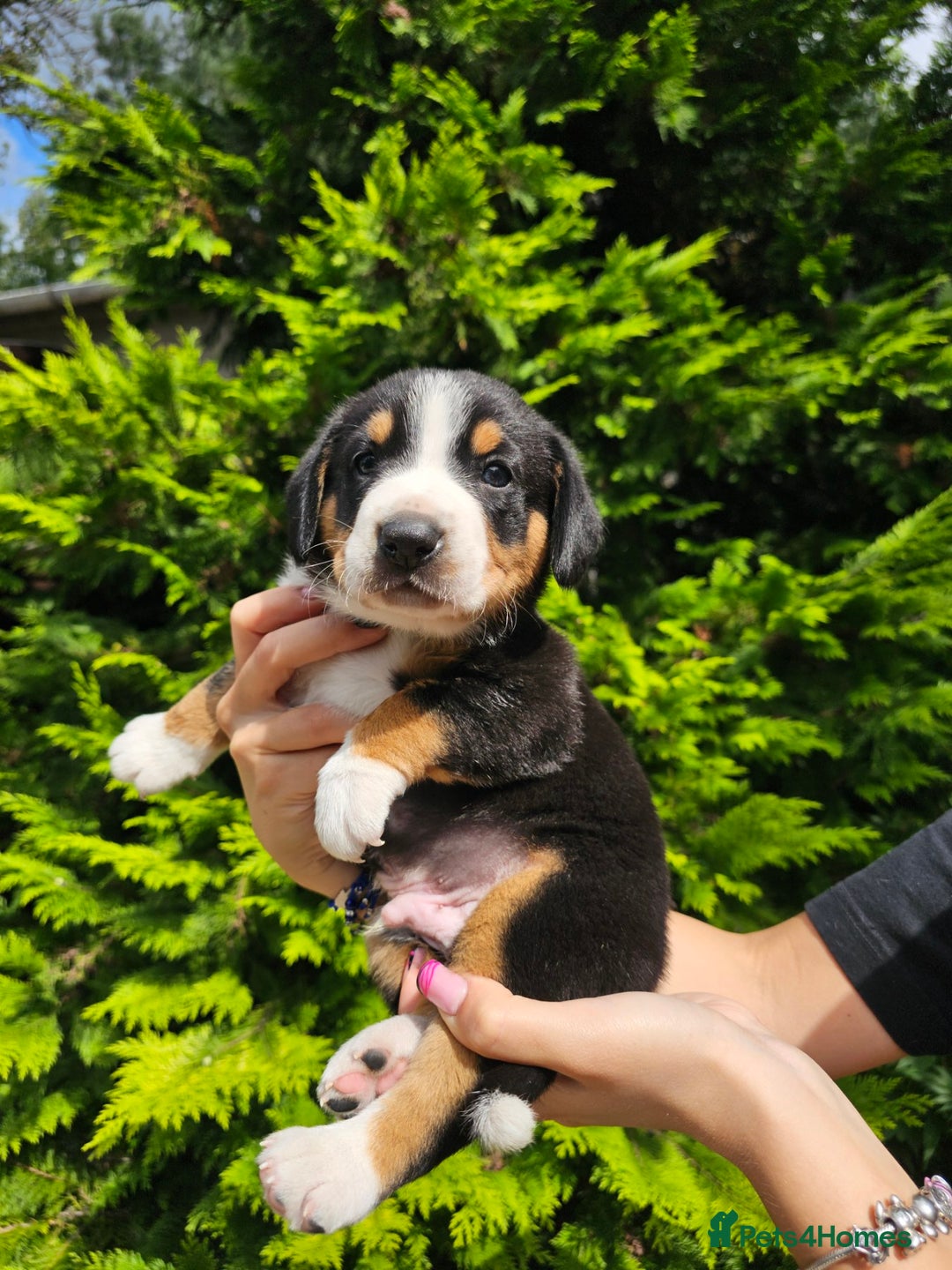 Entlebucher Mountain Dog dogs for sale: Entlebucher Mountain Dog - Image 27