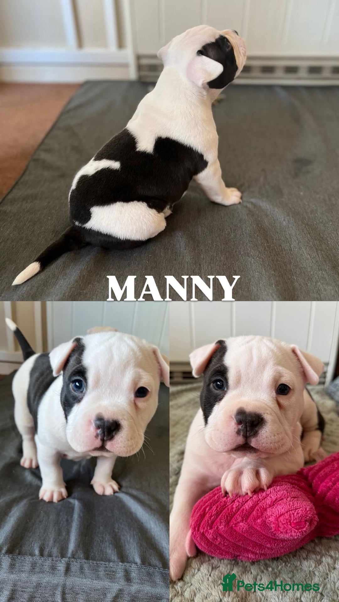 American Bully dogs for sale: American pocket bully  - Advert 5