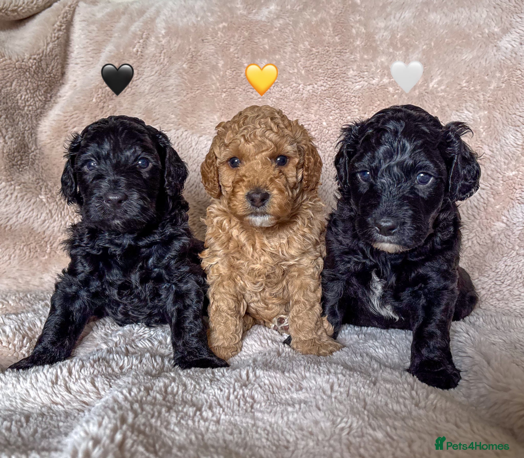 Australian Labradoodle dogs Three Beautiful Australian Labradoodle Pups - Advert 2