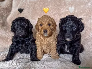 Australian Labradoodle dogs Three Beautiful Australian Labradoodle Pups - Advert 3