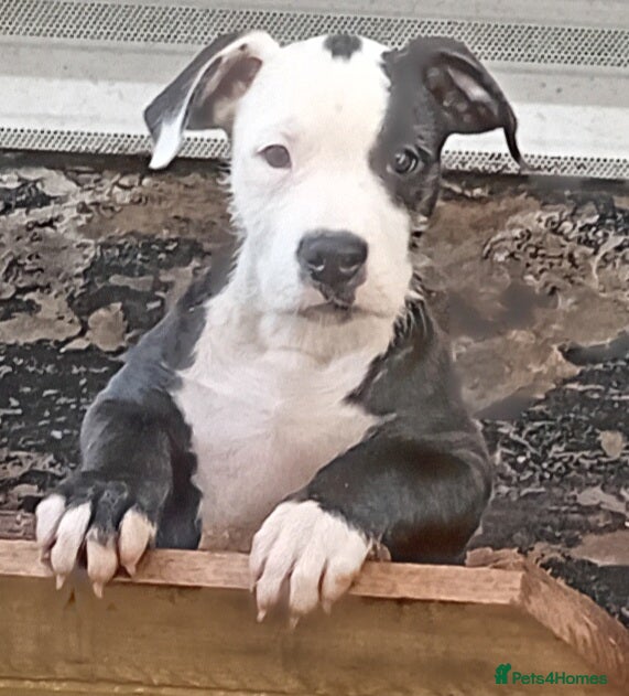 Mixed Breed dogs Bull wheaten female pup  - Advert 2