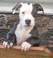 Mixed Breed dogs Bull wheaten female pup - Advert 12