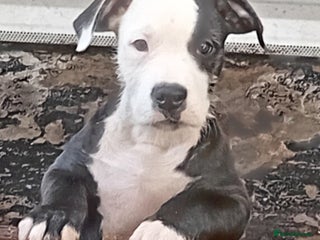 Mixed Breed dogs Bull wheaten pup available ready to go - Advert 13