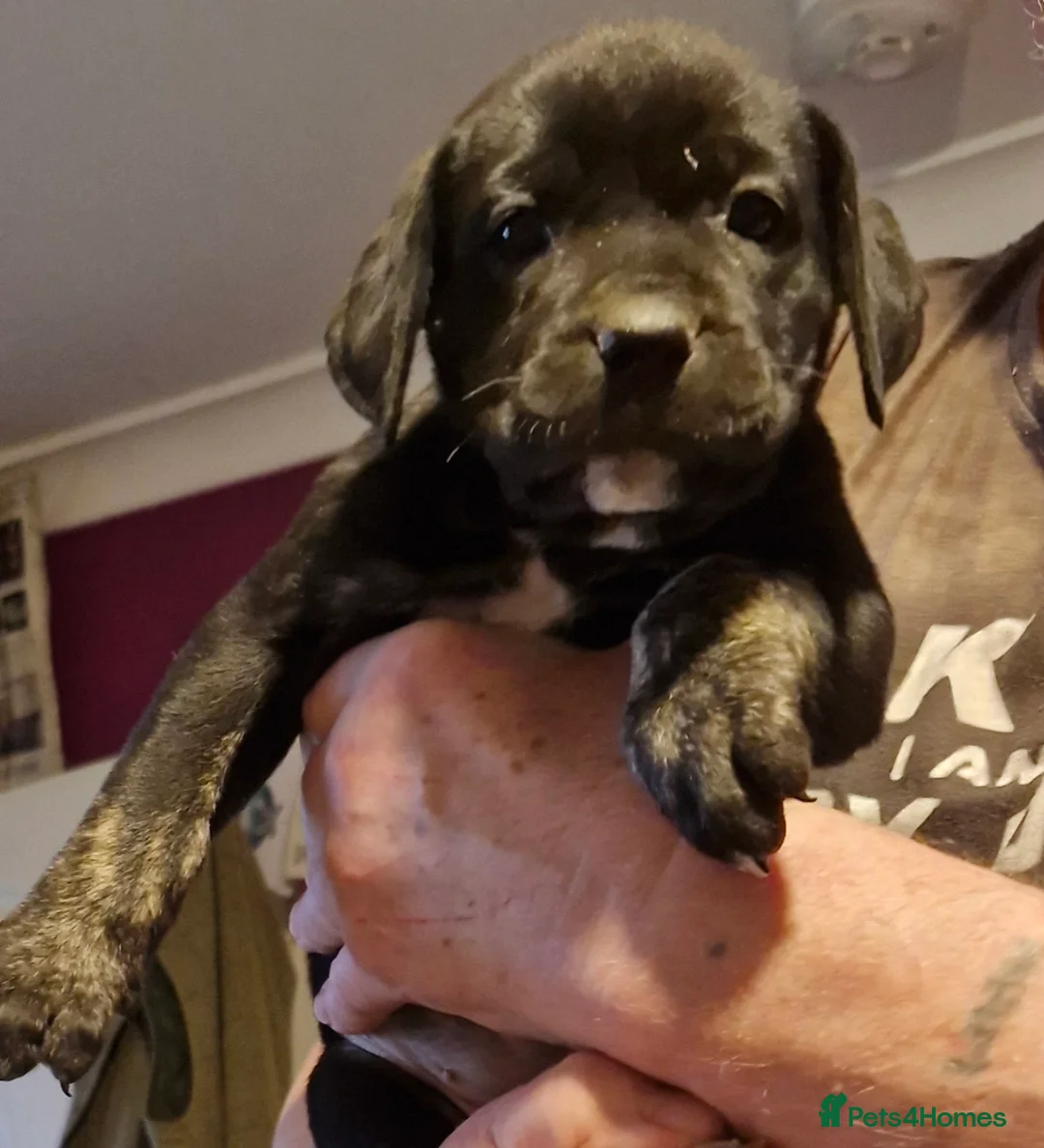 Mixed Breed dogs for sale: Lovely pressa -dog de bordeaux pups - Advert 4