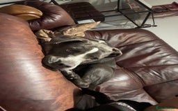 Mixed Breed dogs for sale: Bulldog x Staffie for rehoming.  - Image 16