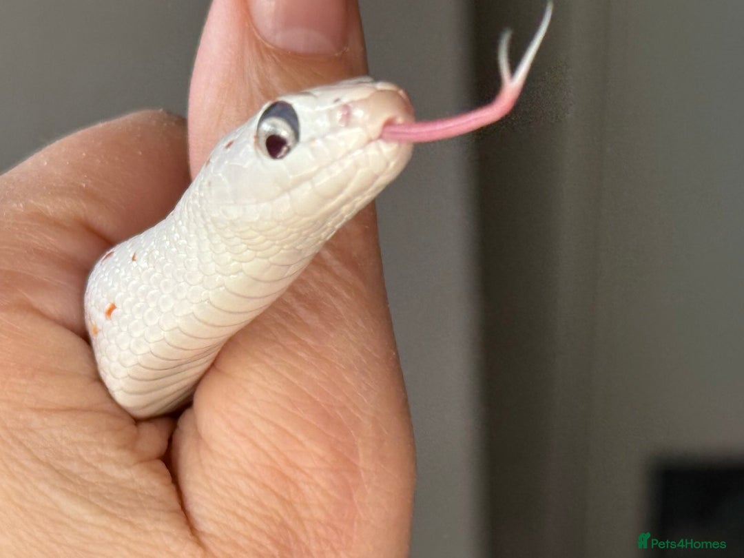 Corn Snake reptiles for sale: Rare Palmetto Corn Snake - Image 1