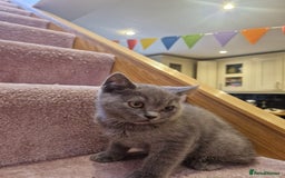 Scottish Fold cats for sale: 1 BSH Boy AVAILABLE. in Sheffield - Image 23