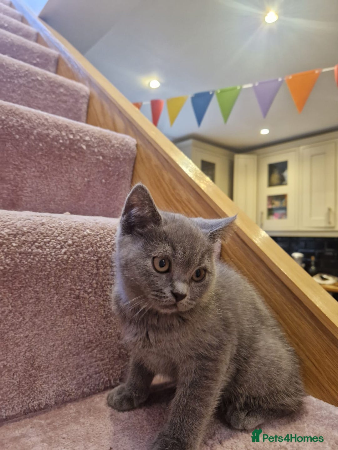 Scottish Fold cats for sale: 1 BSH Boy AVAILABLE. in Sheffield - Image 23
