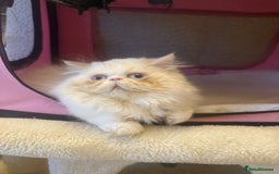 Persian cats for sale: 💗5 Boys and 3 Girl 💗 - Image 14