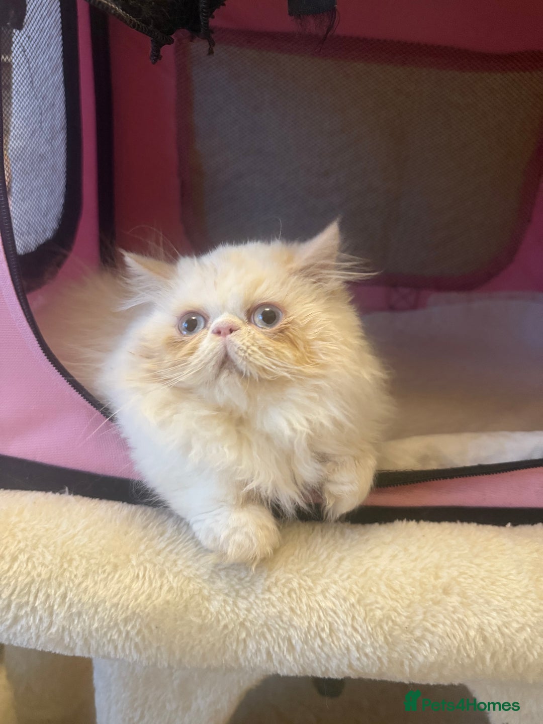 Persian cats for sale: 💗5 Boys and 3 Girl 💗 - Image 14