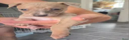 Whippet dogs for sale: Stunning small KC registered whippets  - Advert 12