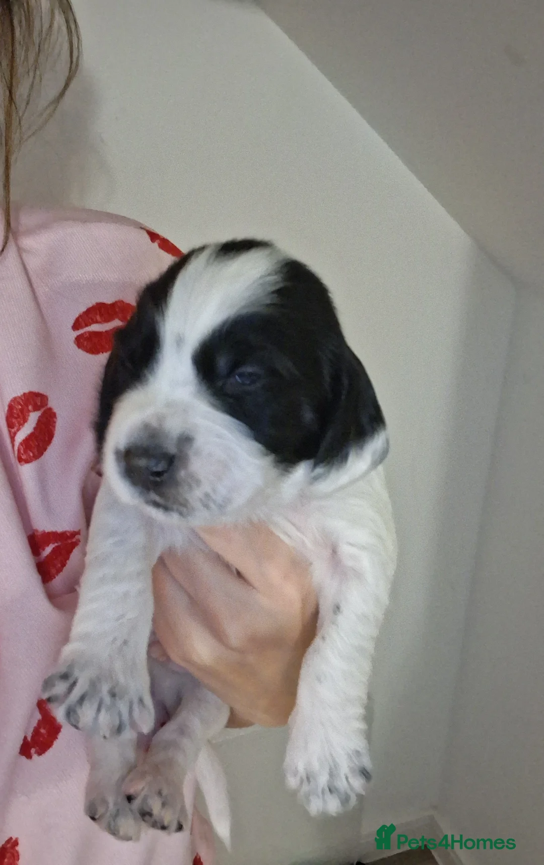 Mixed Breed dogs for sale: ☆six beautiful male puppys seeking forever homes☆ - Advert 18