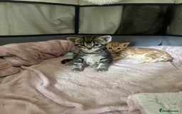 Mixed Breed cats for sale: 4 beautiful loving boys 🩵 - Image 5
