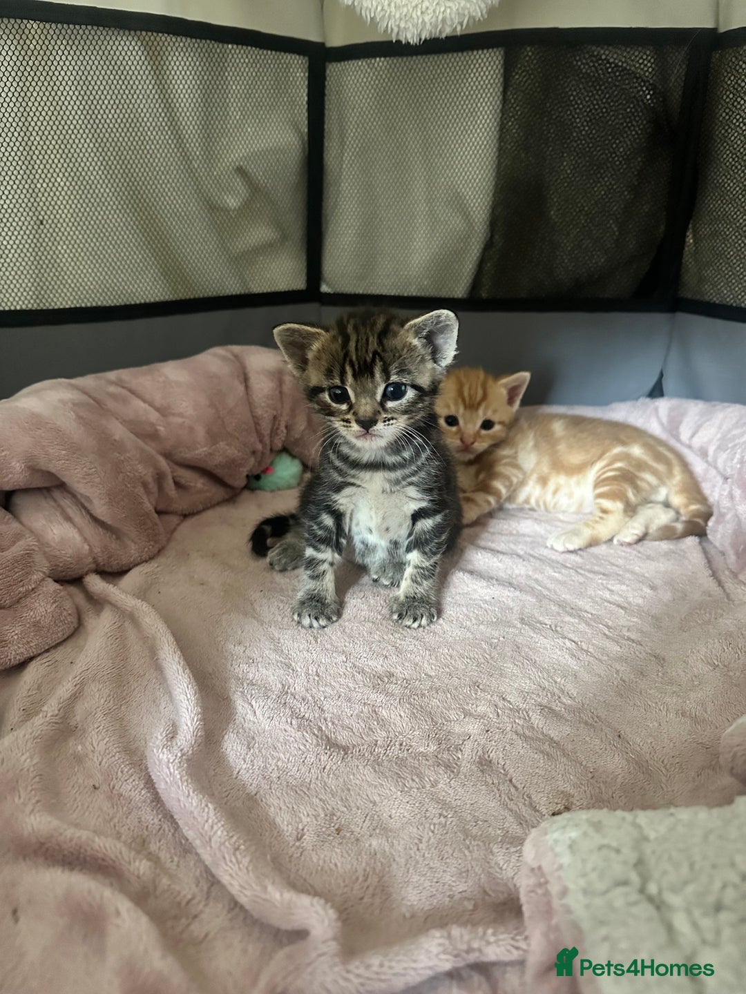 Mixed Breed cats for sale: 4 beautiful loving boys 🩵 - Image 5