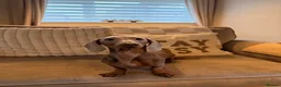 Miniature Dachshund dogs for stud: Lilac & tan Miniature dachshund in Bridgend - Advert 7