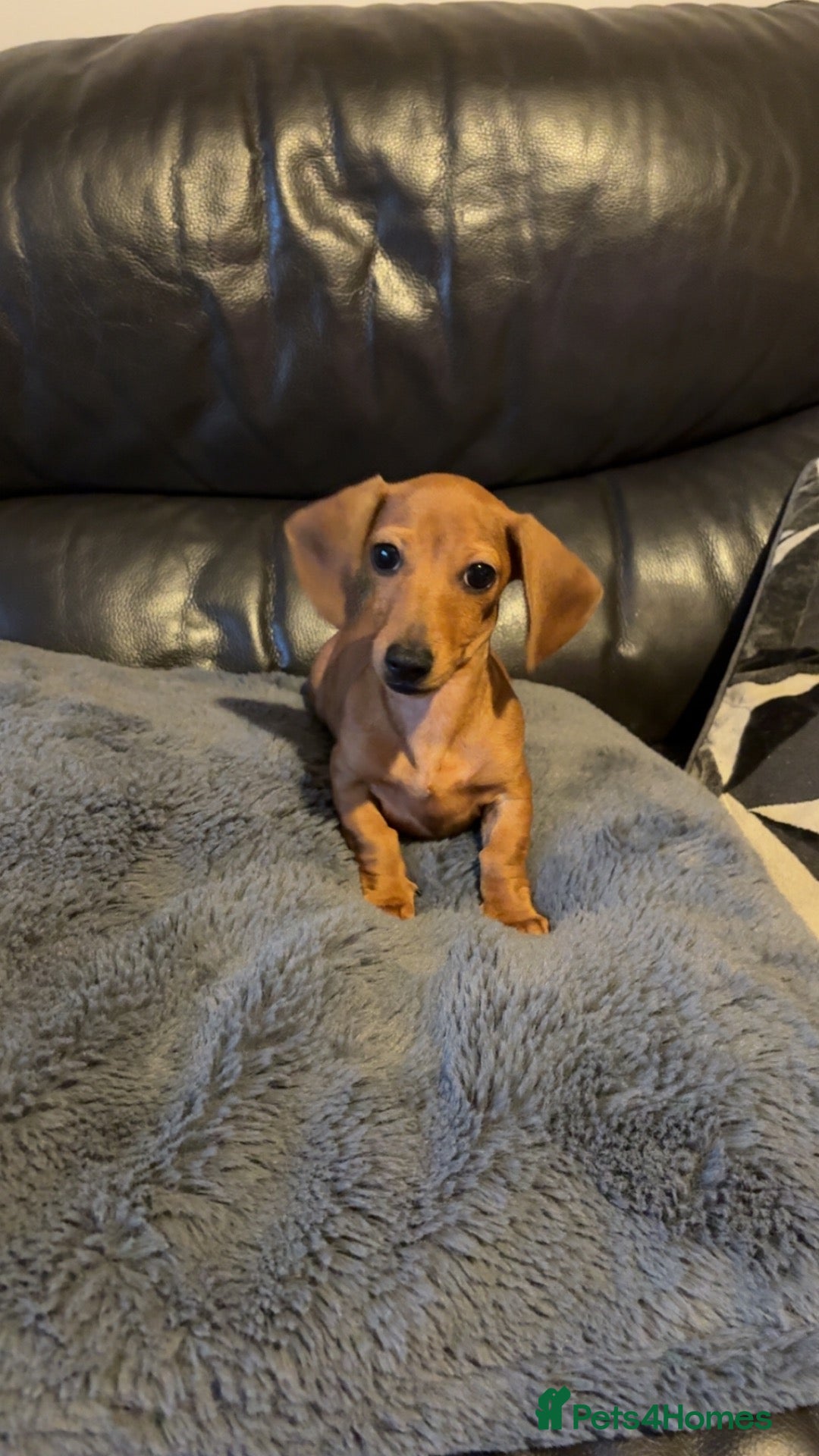 Miniature Dachshund dogs Miniature dachshund 16 weeks available now - Advert 1