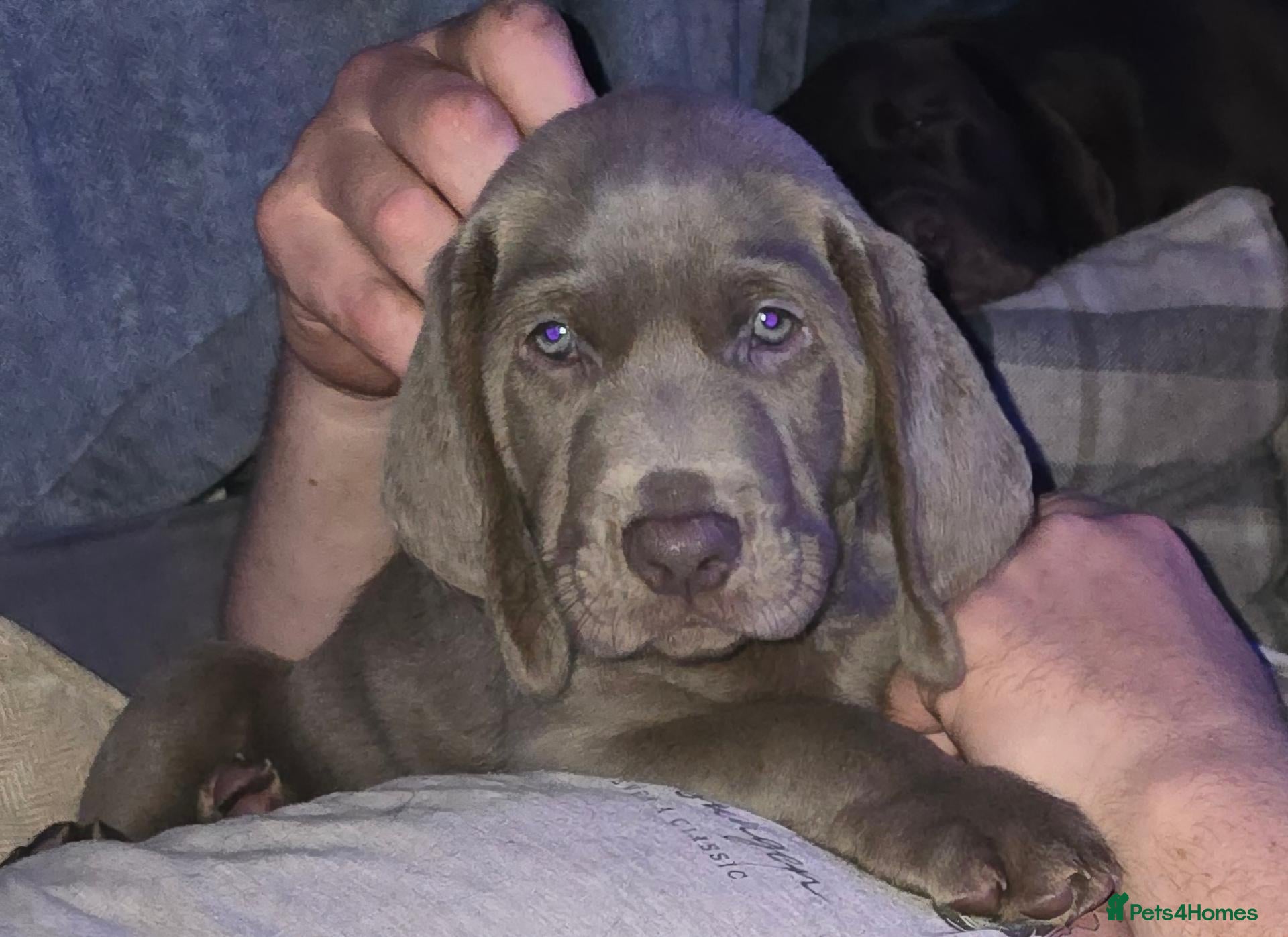 Mixed Breed dogs Weimaraner cross - Advert 3