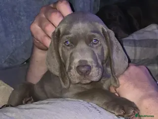 Mixed Breed dogs Weimaraner cross - Advert 3