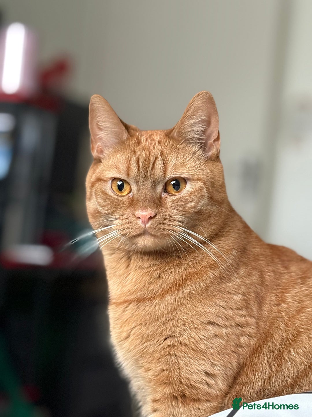 Domestic Shorthair cats for sale: Simba 2 years old - Advert 5