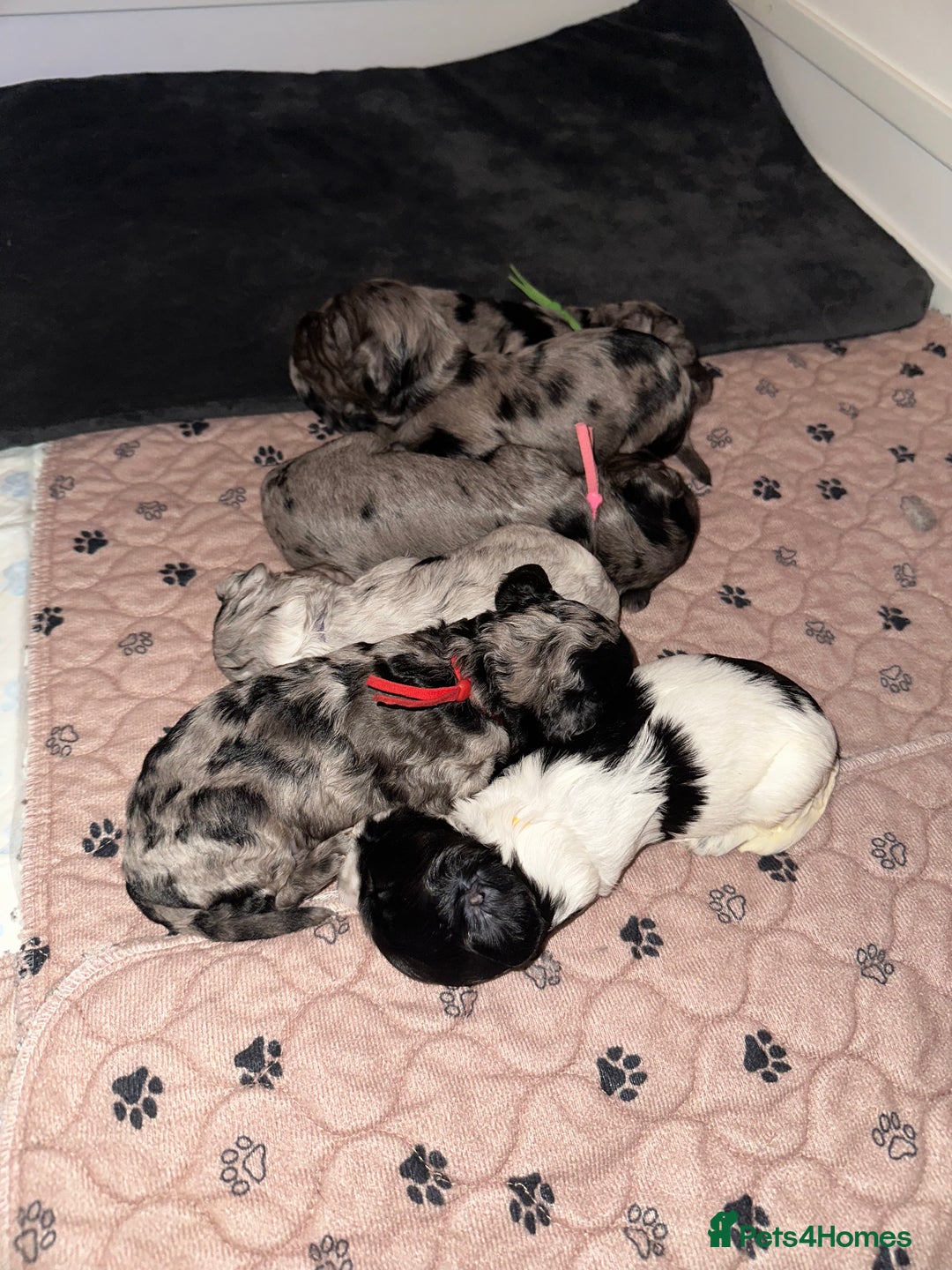 Cockapoo dogs for sale: Stunning cockapoos - Advert 2