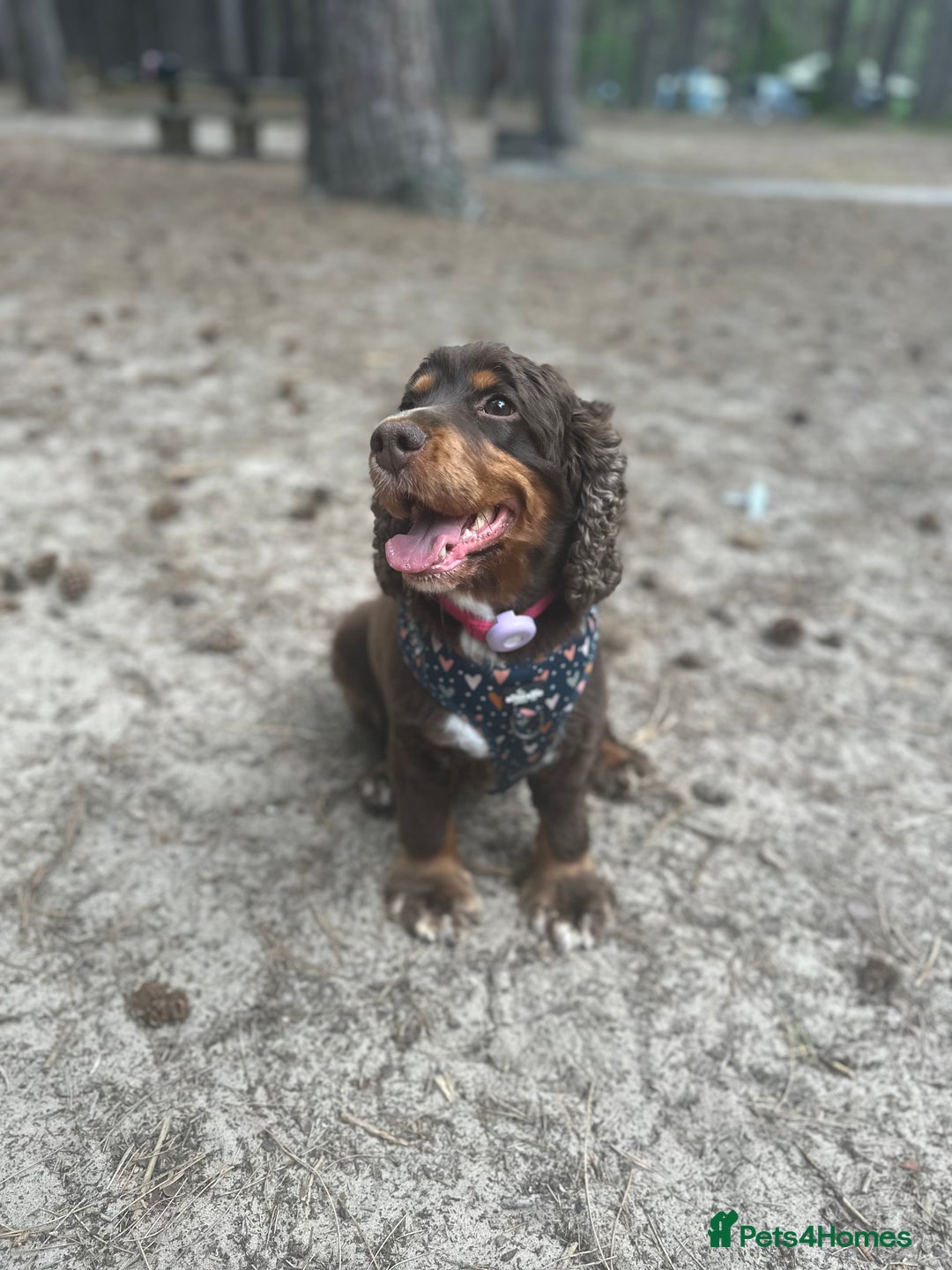 Cocker Spaniel dogs for sale: Cocker Spaniel puppies: Interest list - Advert 1