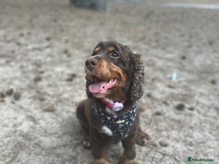 Cocker Spaniel dogs Cocker Spaniel puppies: Interest list - Advert 1