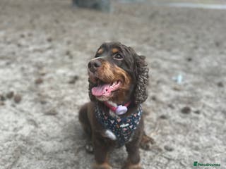 Cocker Spaniel dogs Cocker Spaniel puppies: Interest list - Advert 4