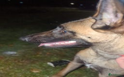 Belgian Shepherd Dog dogs for sale: Belgian malinois  - Advert 3