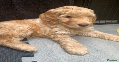 Mixed Breed dogs in Dunstable - Advert 14
