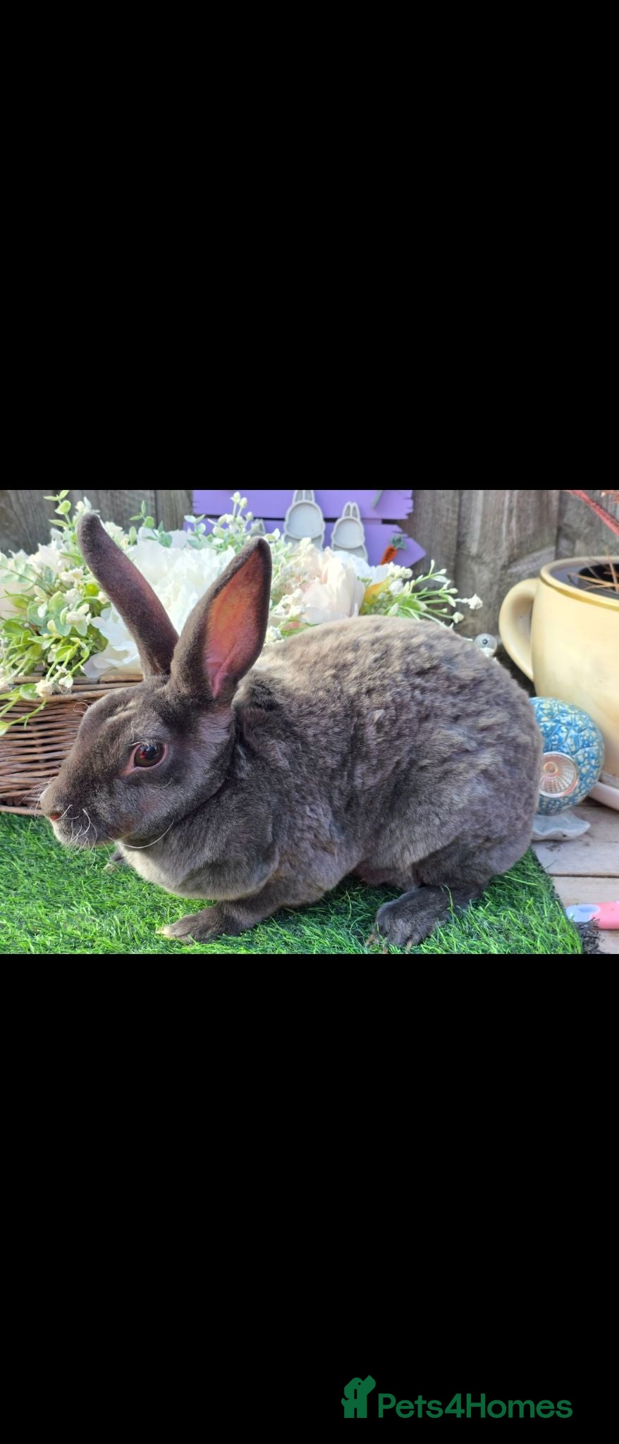 Rex rabbits Blue Mini Doe Rex - Advert 1