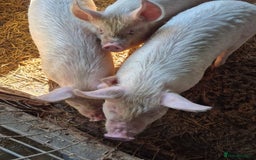 Pig livestock for sale: 3 Oxford Sandy and Black, Middle White Gilts Pigs - Image 6