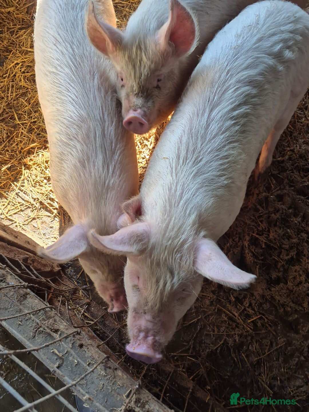 Pig livestock for sale: 3 Oxford Sandy and Black, Middle White Gilts Pigs - Image 6