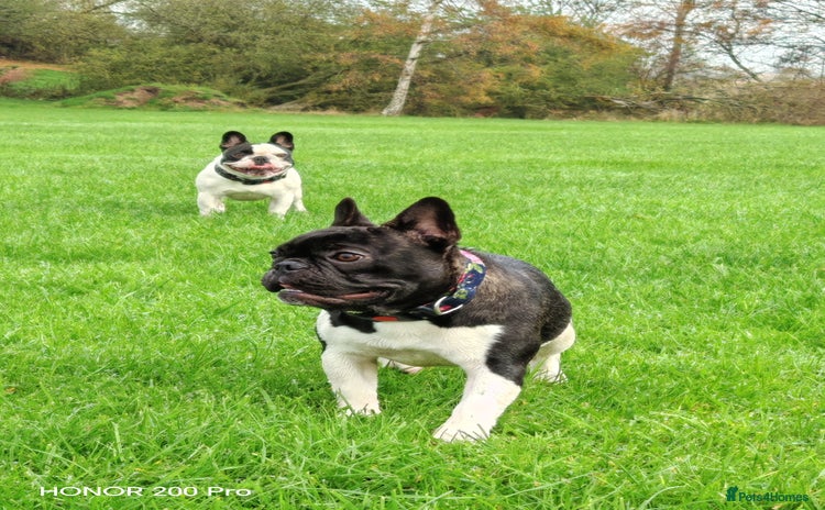 French Bulldog dogs French Bulldog  - Advert 1
