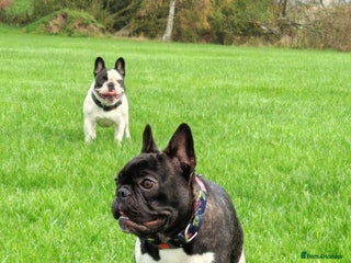 French Bulldog dogs French Bulldog - Advert 1