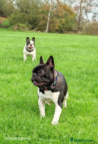 French Bulldog dogs French Bulldog - Advert 1