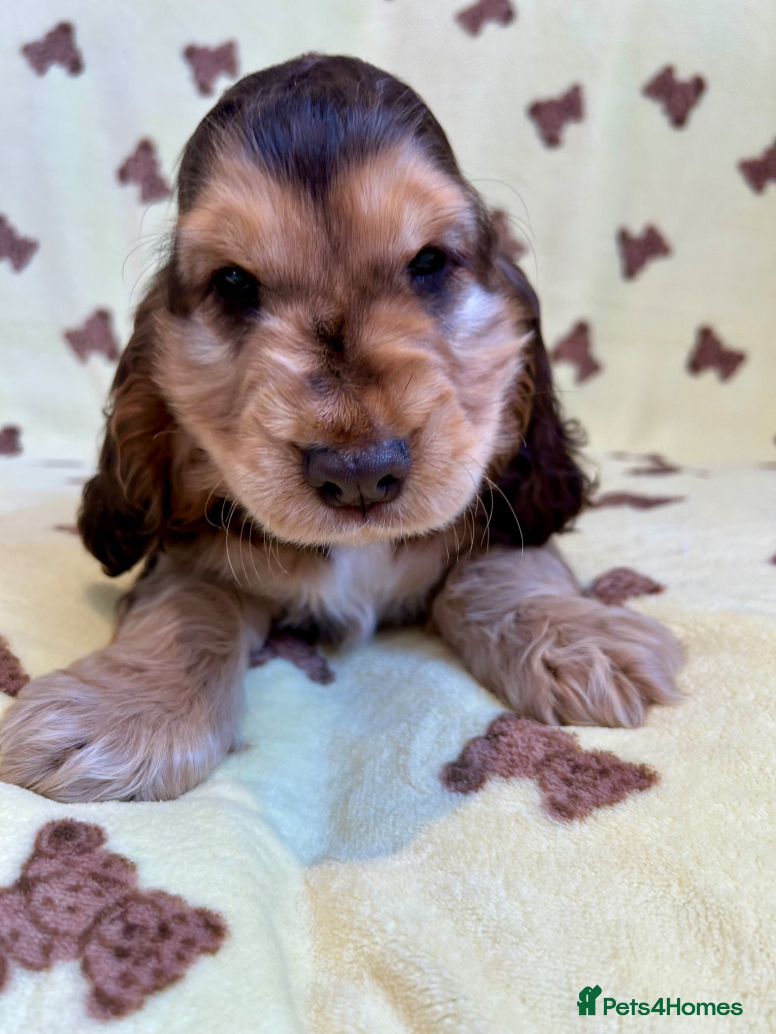 Cocker Spaniel dogs Kc reg show cocker choc sable boy dna clear  - Advert 12